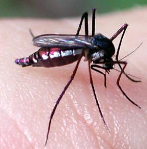Mesures visant à prévenir les piqûres de moustiques
