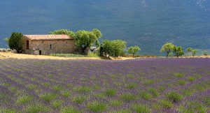 provence provence