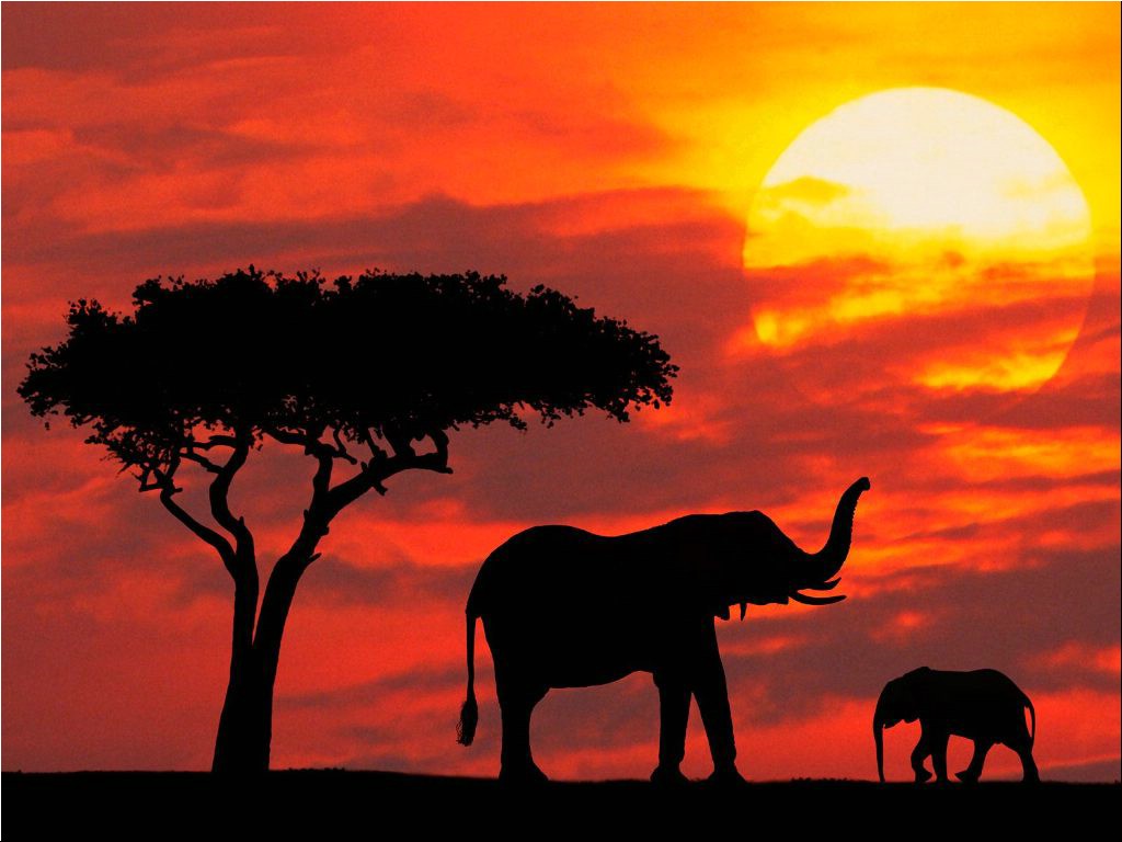 Vacances au Kenya : destination prisée de Safari