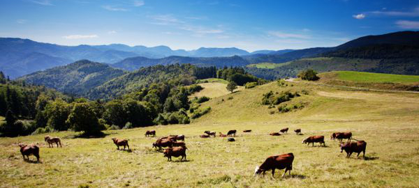 Découvrez le massif des Vosges durant vos vacances !