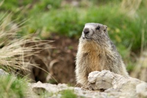 marmotte dans les alpages 