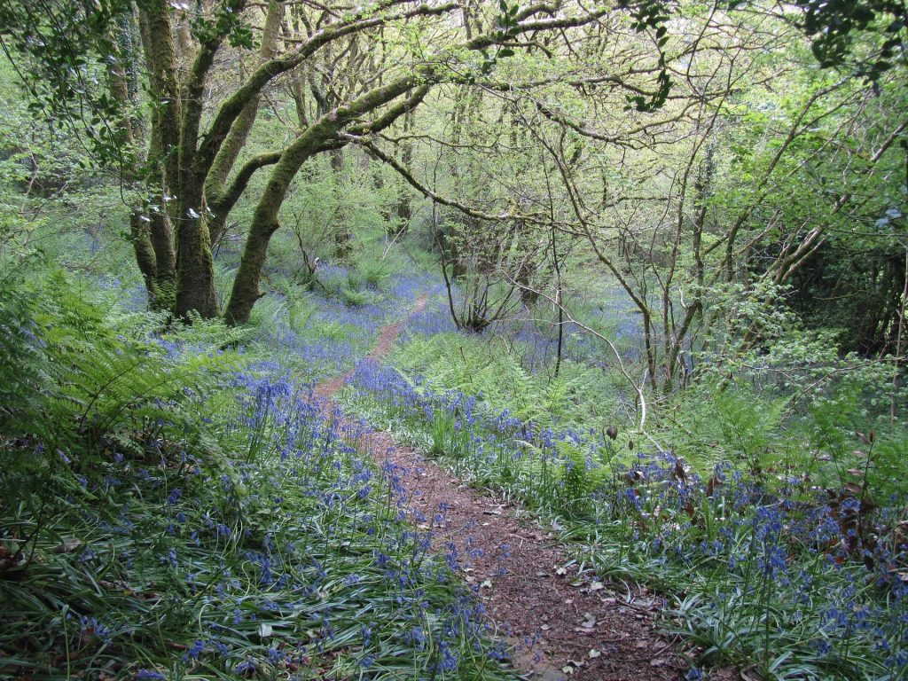 Un sentier de forêt bordé de fleurs